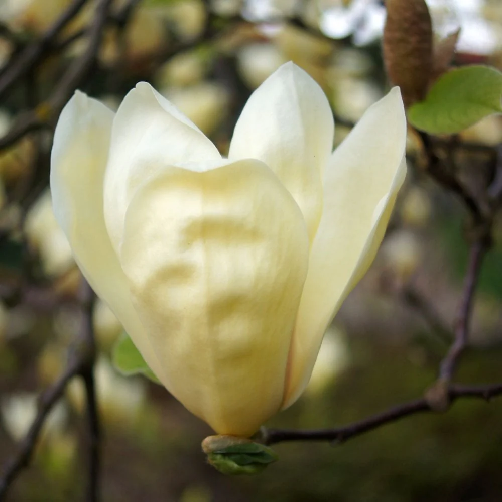 Magnolia 'Yellow Lantern' - Image 2
