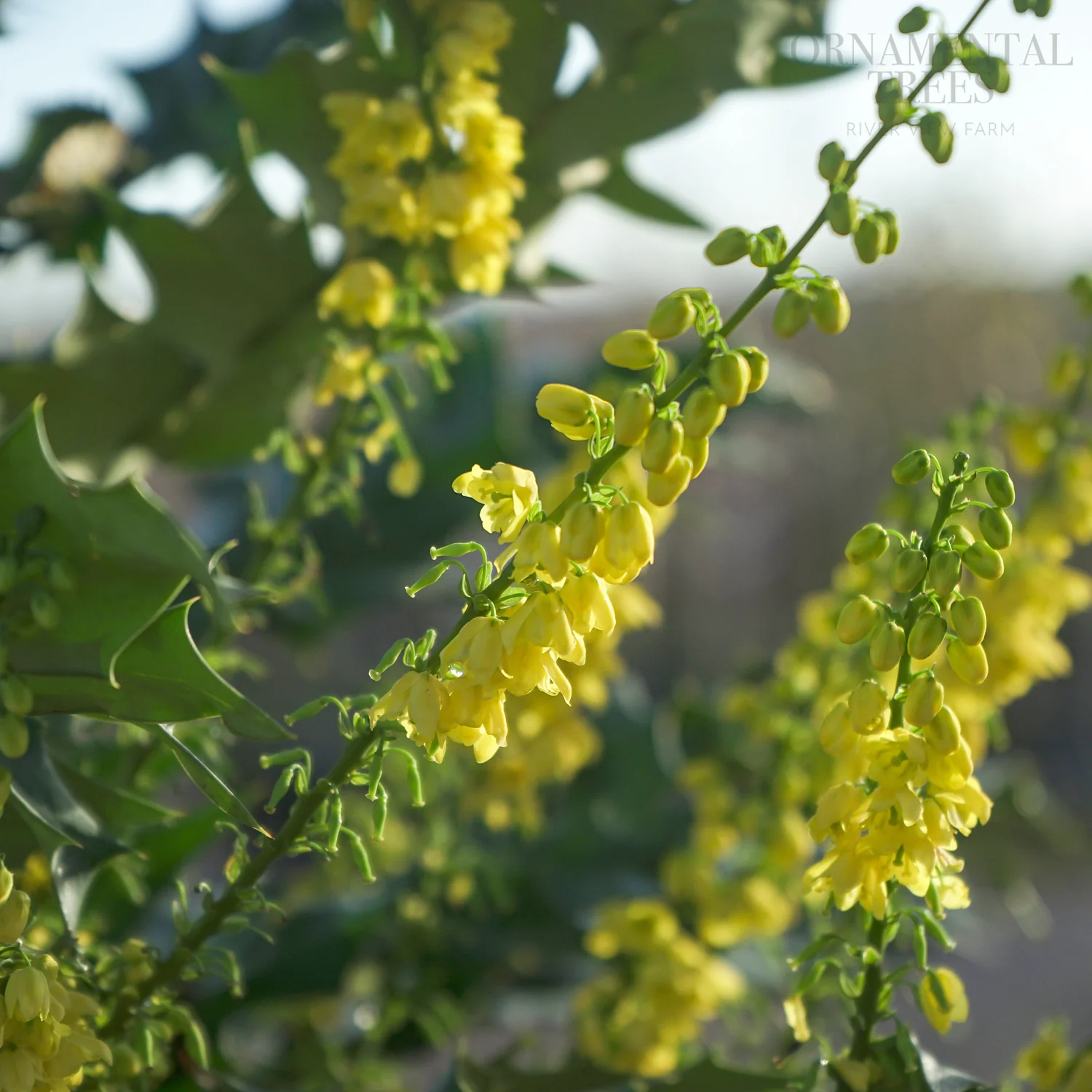 Mahonia × media 'Winter Sun'