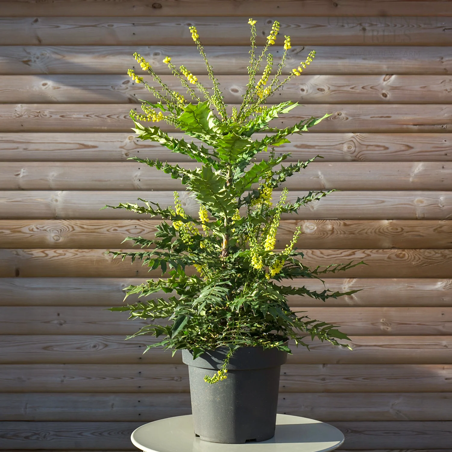 Mahonia × media 'Winter Sun' - Image 2