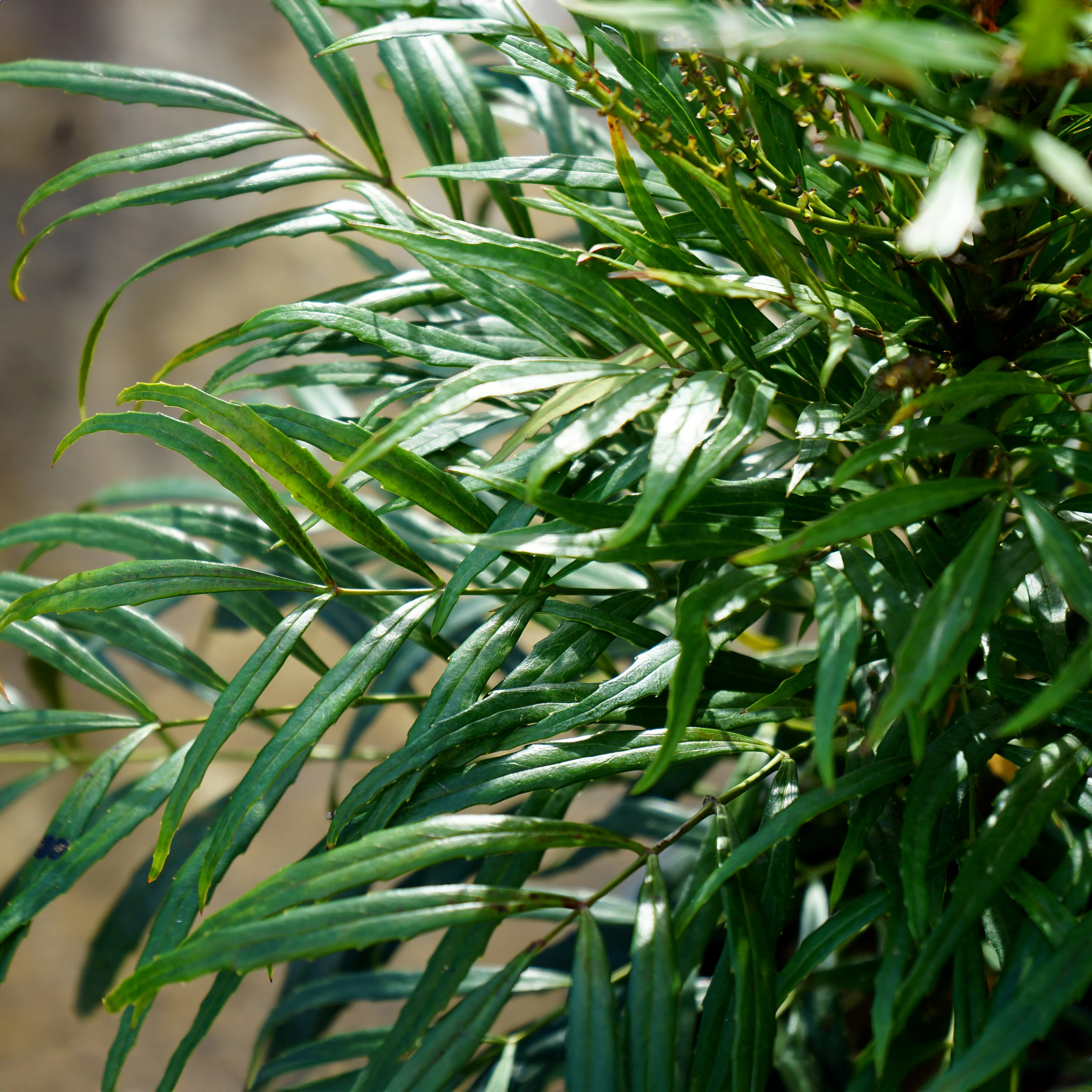 Mahonia 'Soft Caress' - Image 2