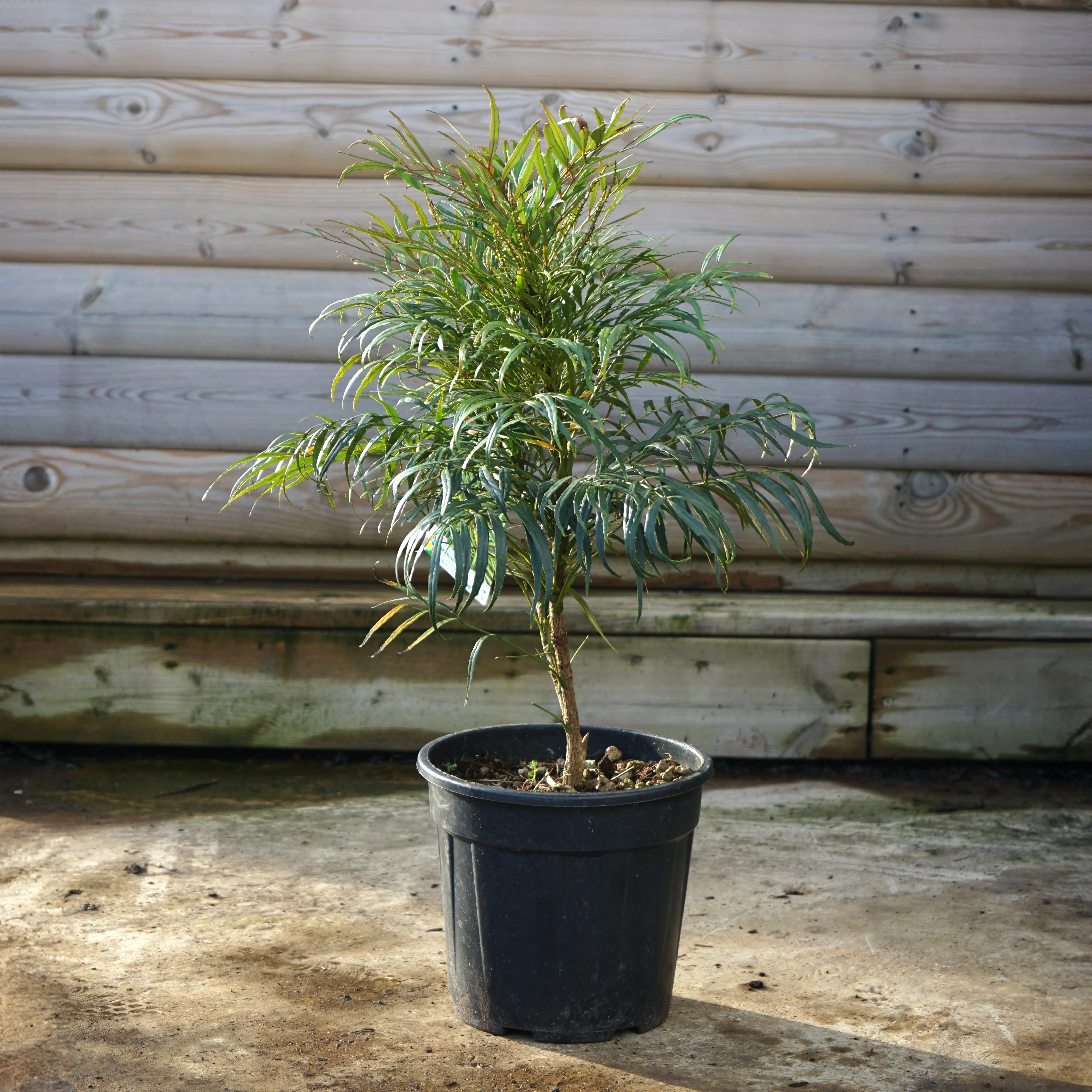 Mahonia 'Soft Caress' - Image 3
