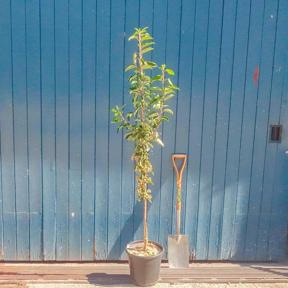 Malus 'Admiration' Tree - Image 3