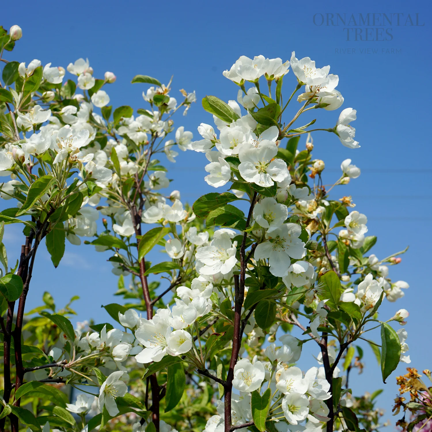 Malus baccata