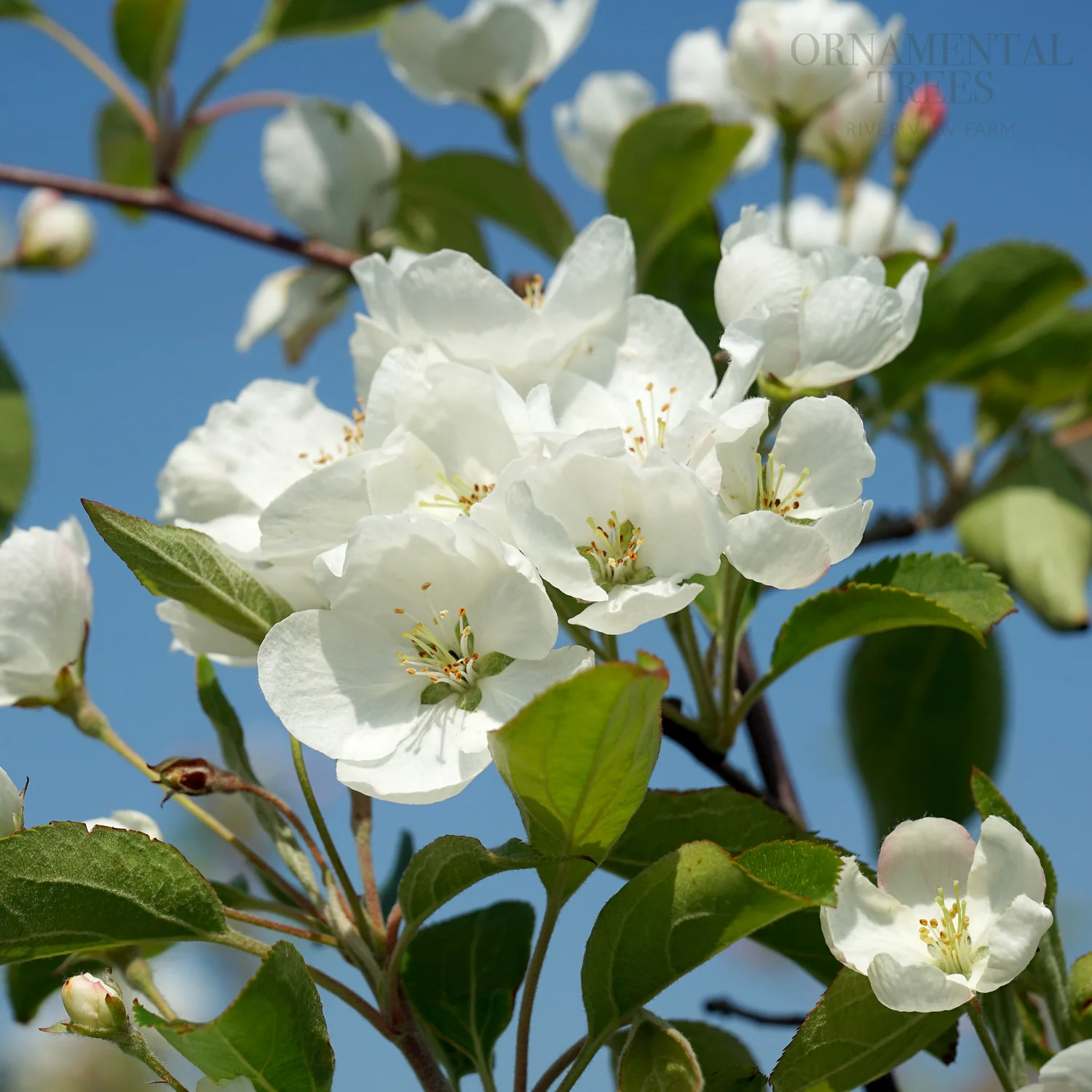 Malus baccata - Image 2