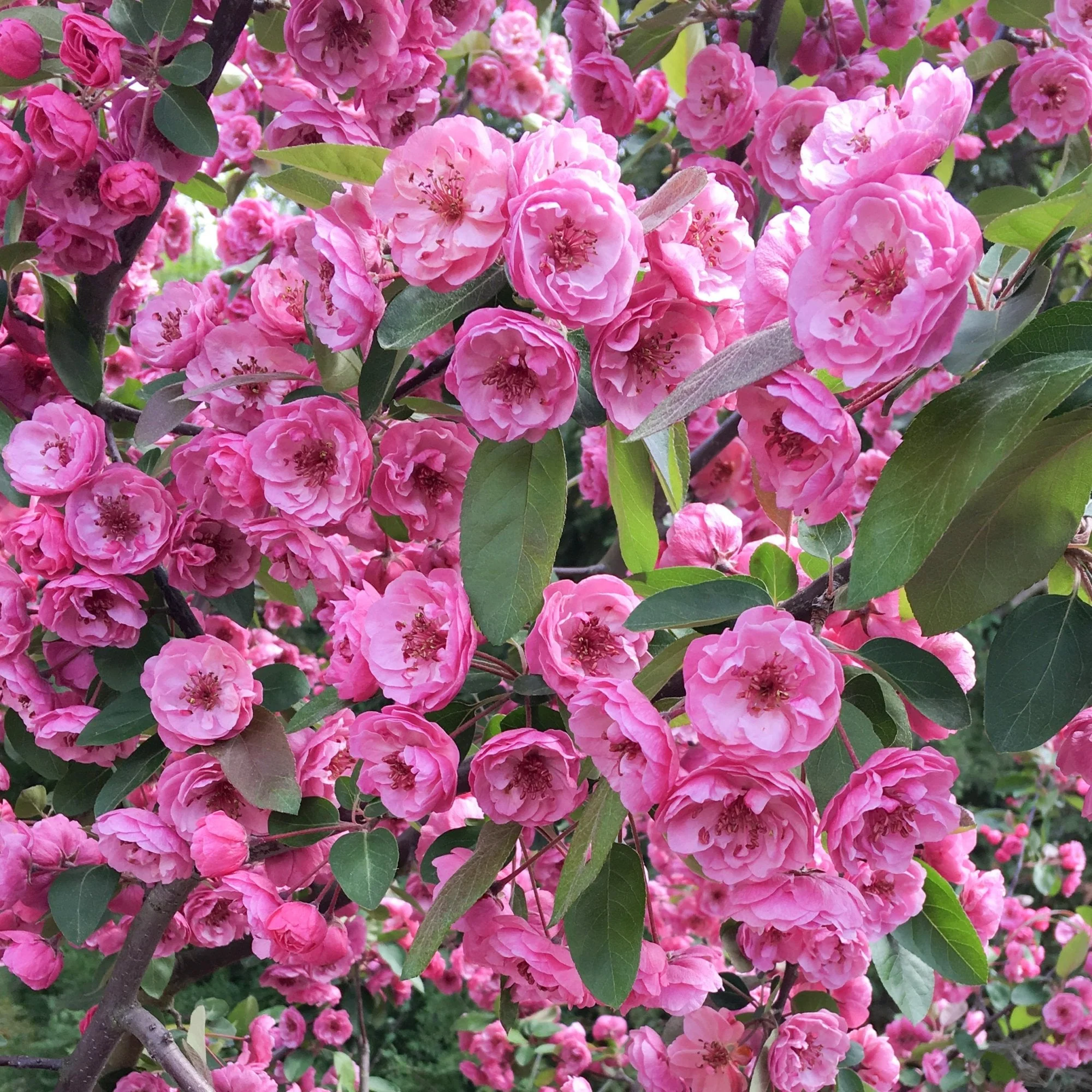 Malus 'Brandywine' Tree