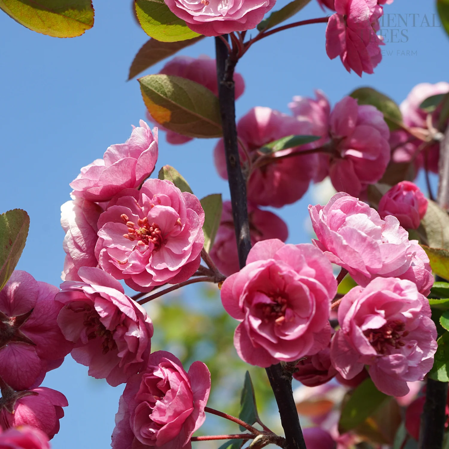 Malus 'Brandywine' Tree - Image 2