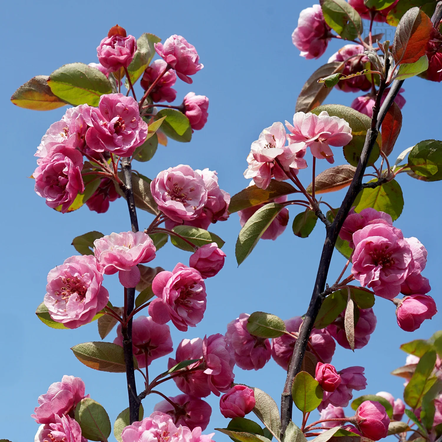 Malus 'Brandywine' Tree - Image 3
