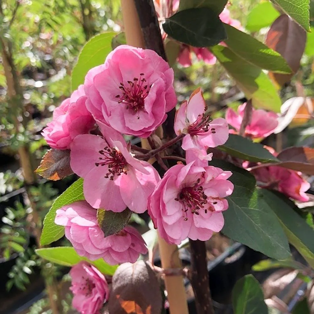 Malus 'Brandywine' Tree - Image 4