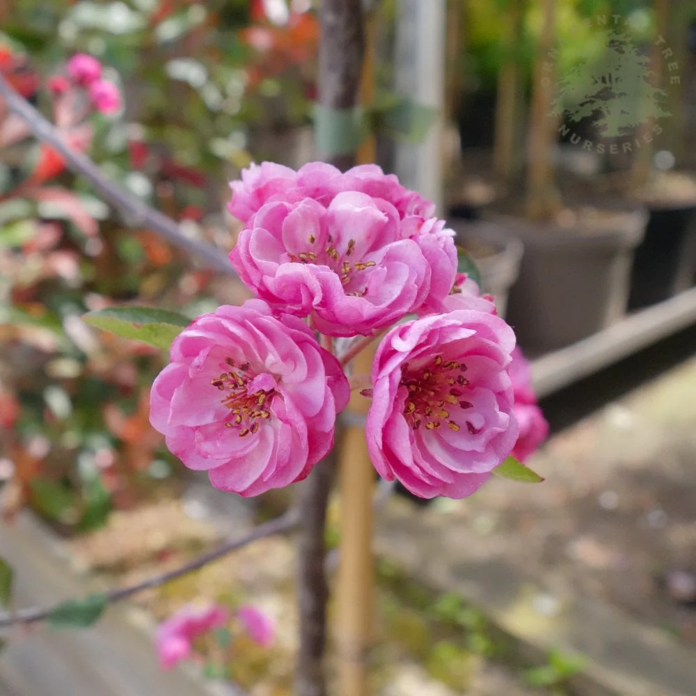 Malus 'Brandywine' Tree - Image 5