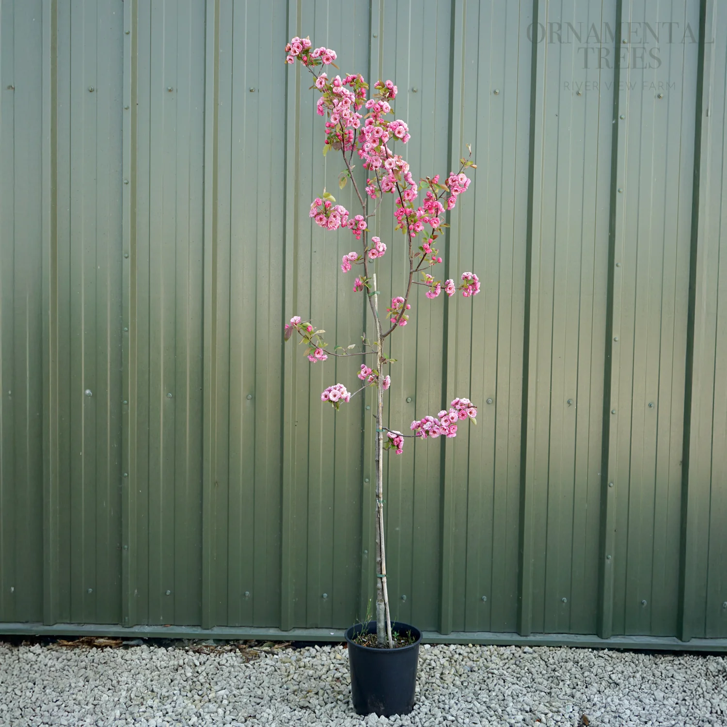 Malus 'Brandywine' Tree - Image 6
