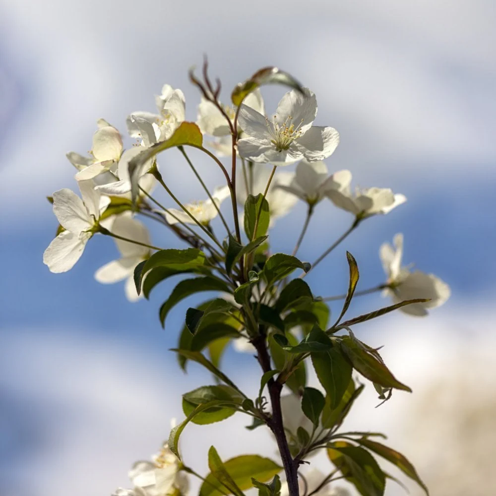 Malus brevipes 'Wedding Bouquet' Tree - Image 3