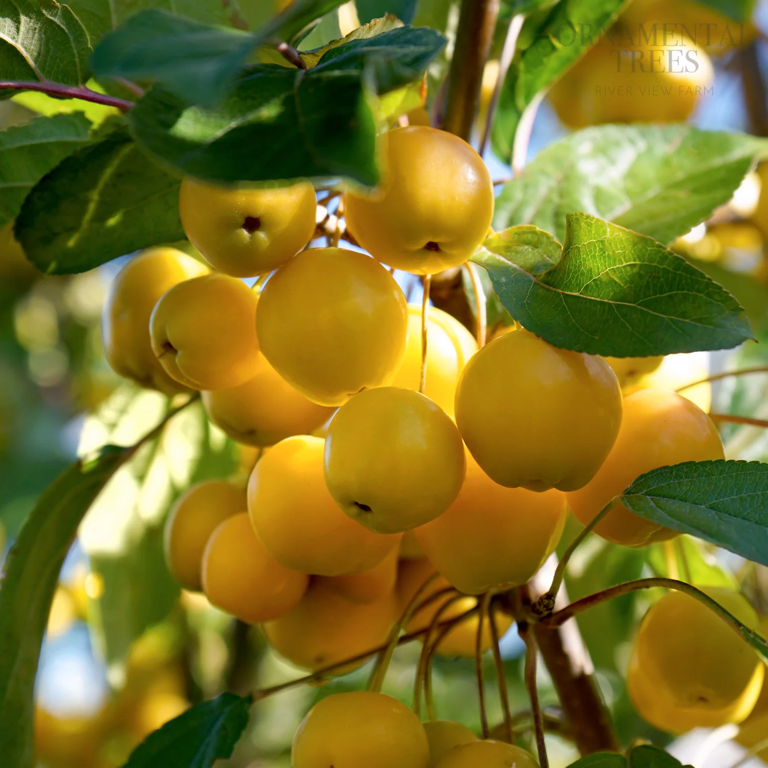 Malus 'Butterball' Tree