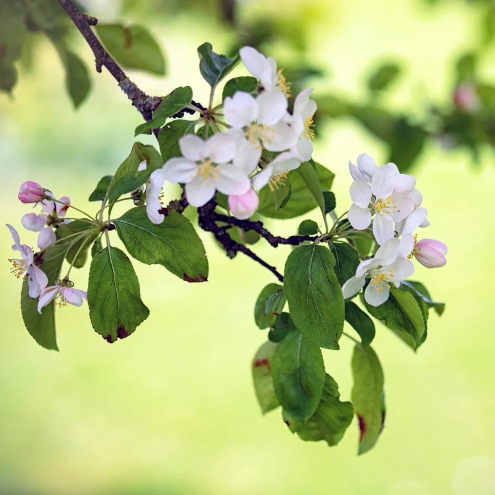 Malus 'Butterball' Tree - Image 2