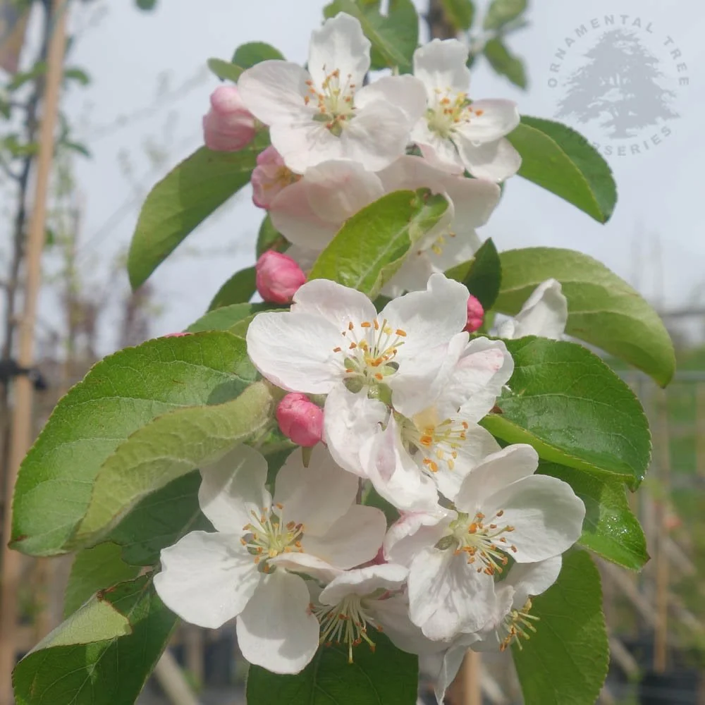 Malus 'Butterball' Tree - Image 3