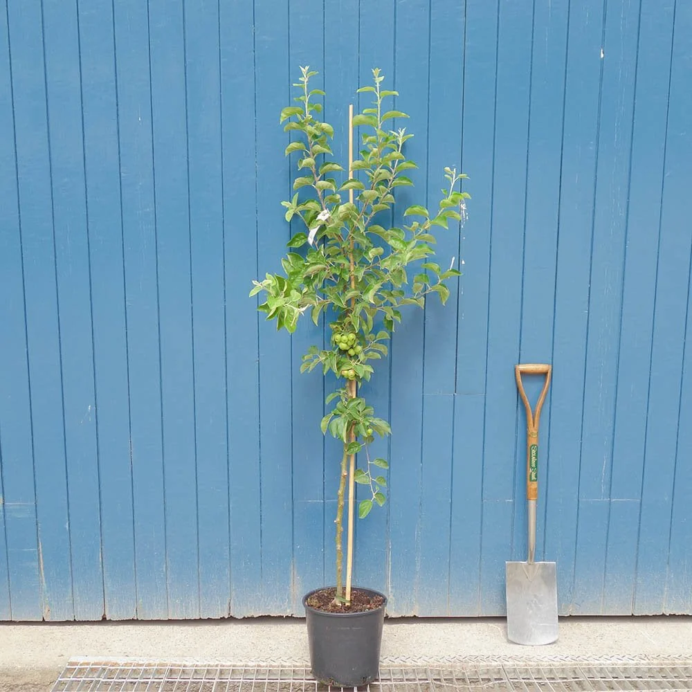 Malus 'Butterball' Tree - Image 4