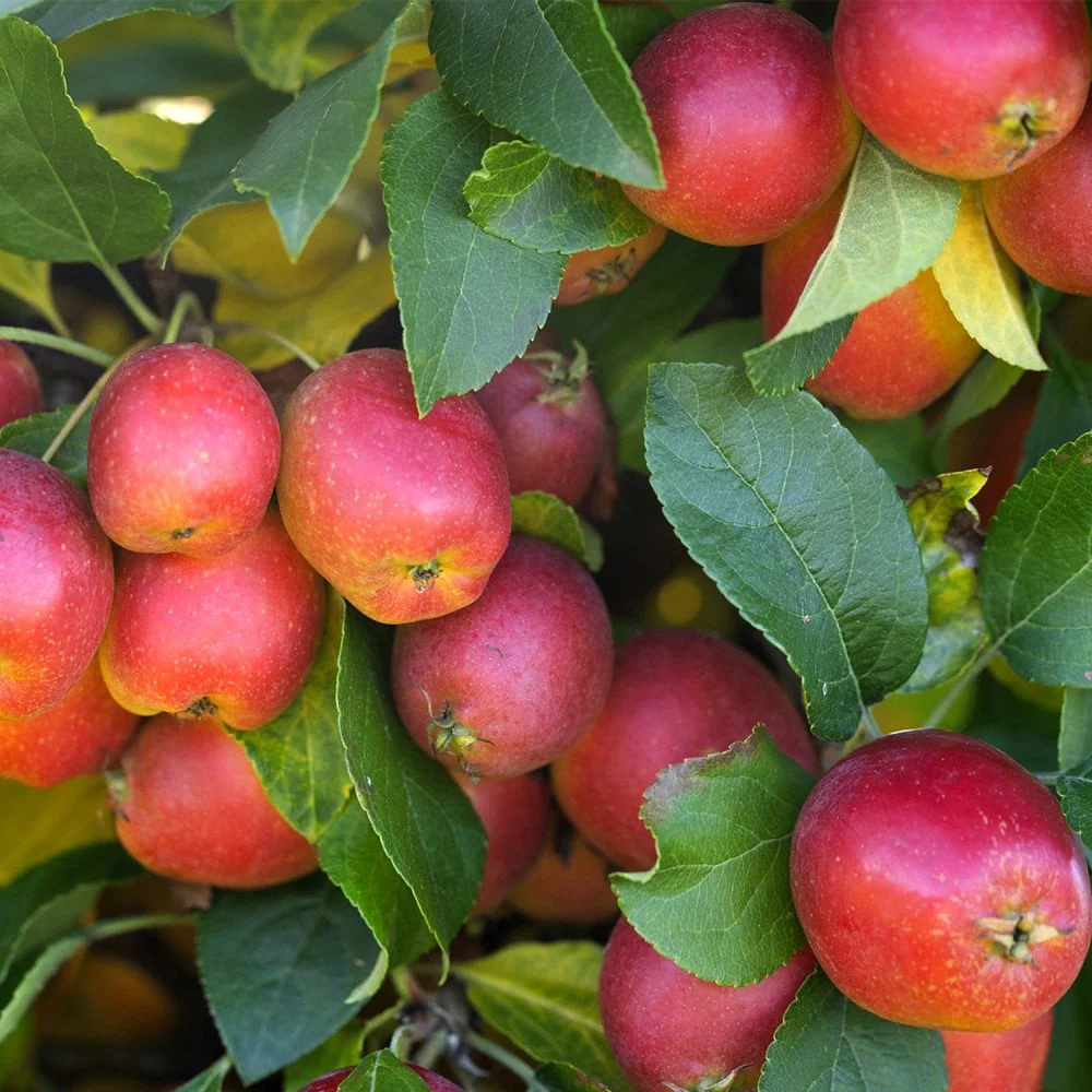 Malus Celebration