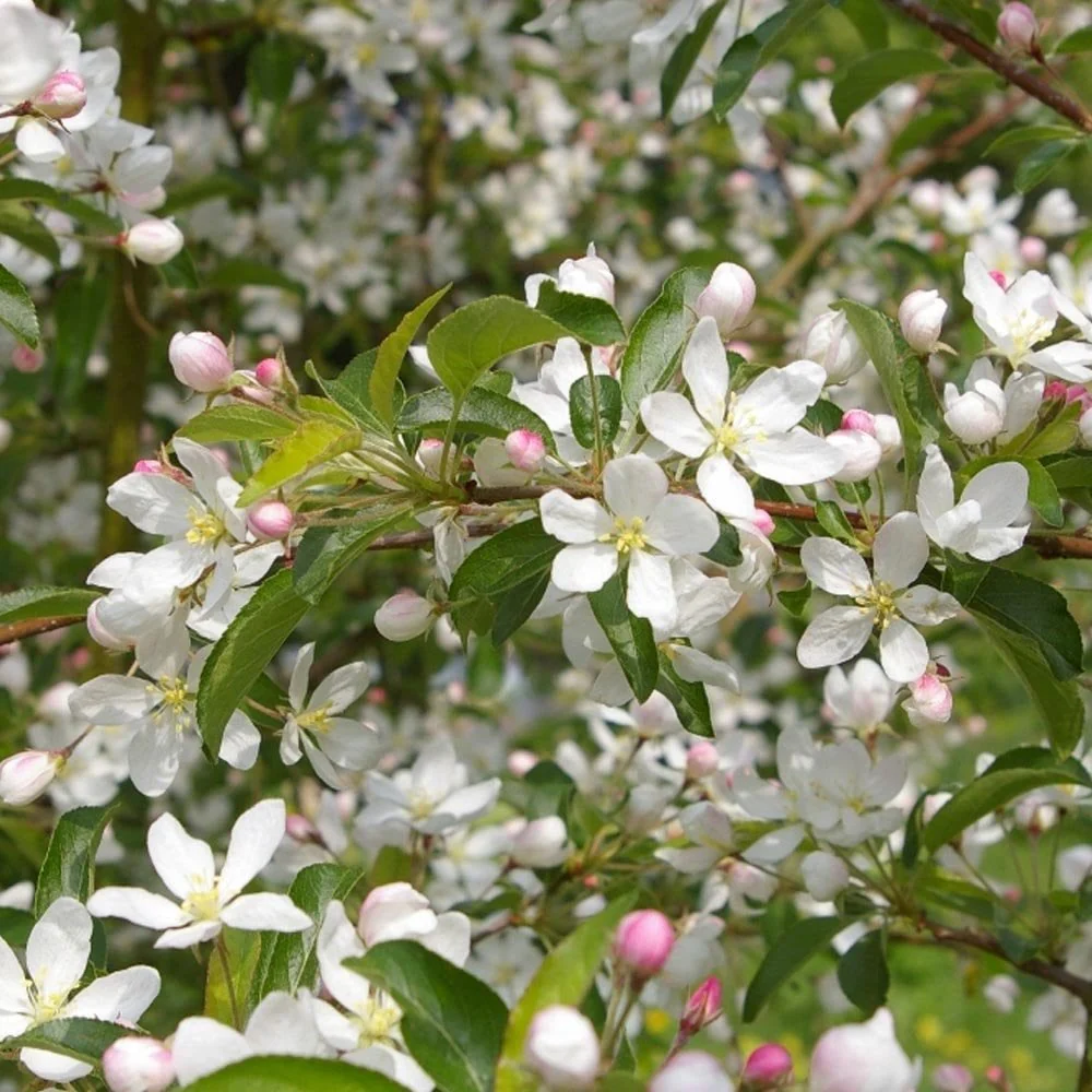 Malus 'Comtesse de Paris' Tree