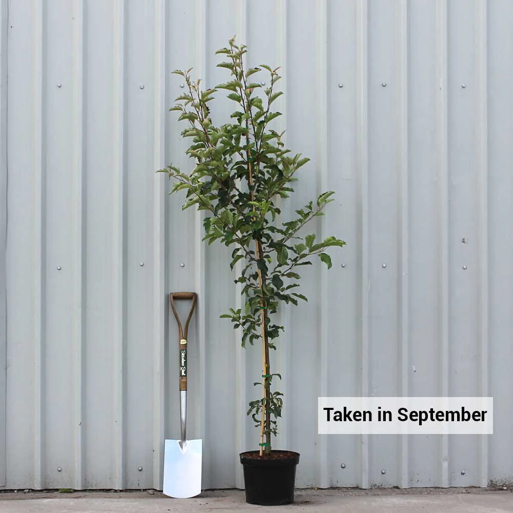 Malus 'Comtesse de Paris' Tree - Image 2