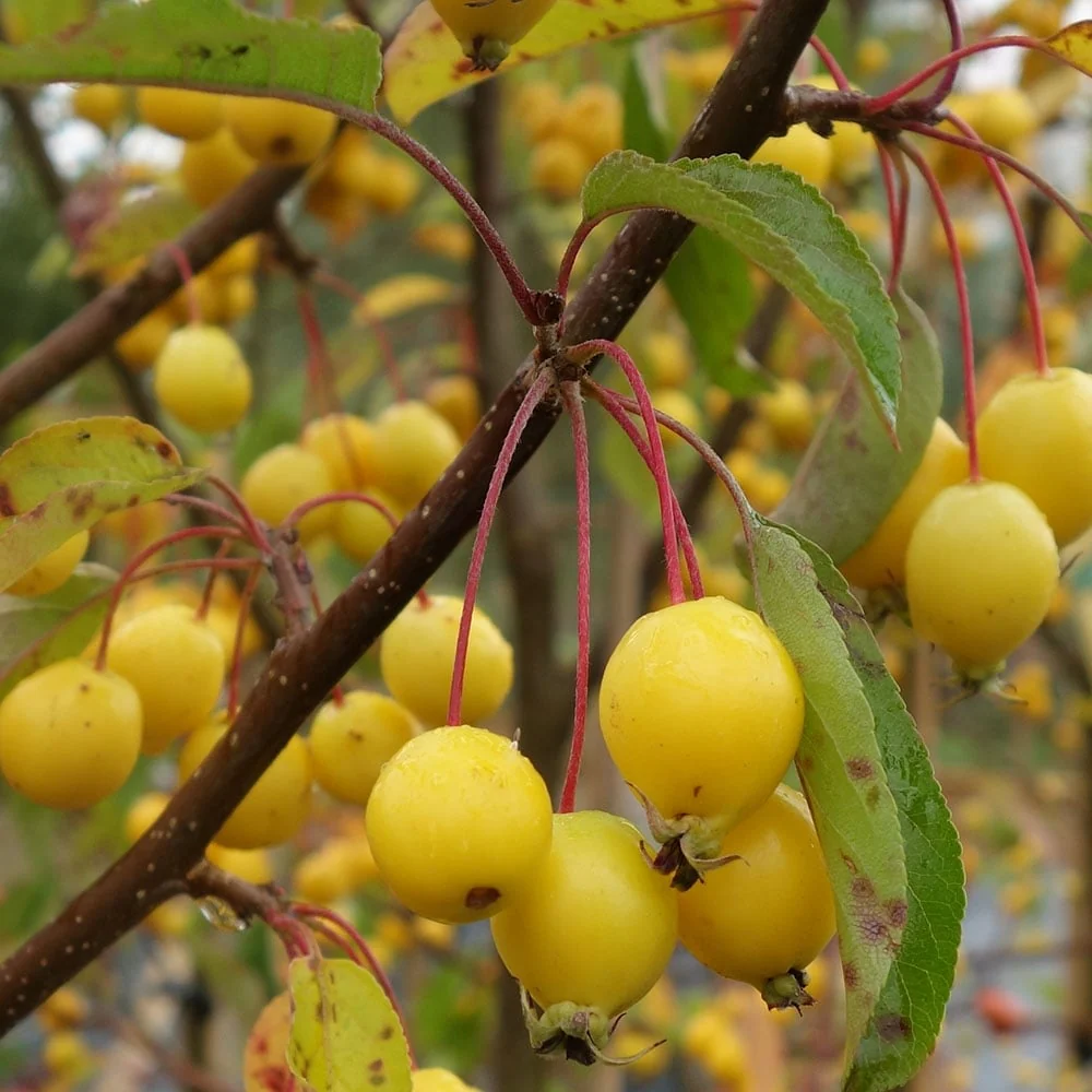 Malus 'Comtesse de Paris' Tree - Image 3