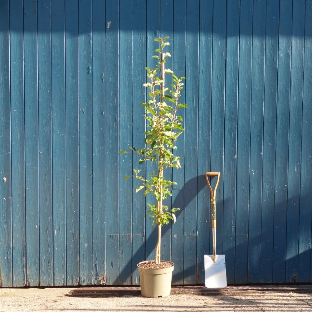 Malus 'Comtesse de Paris' Tree - Image 4
