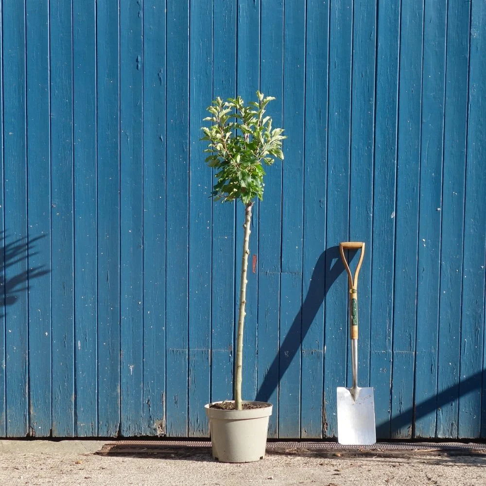 Malus 'Comtesse de Paris' Tree - Image 5