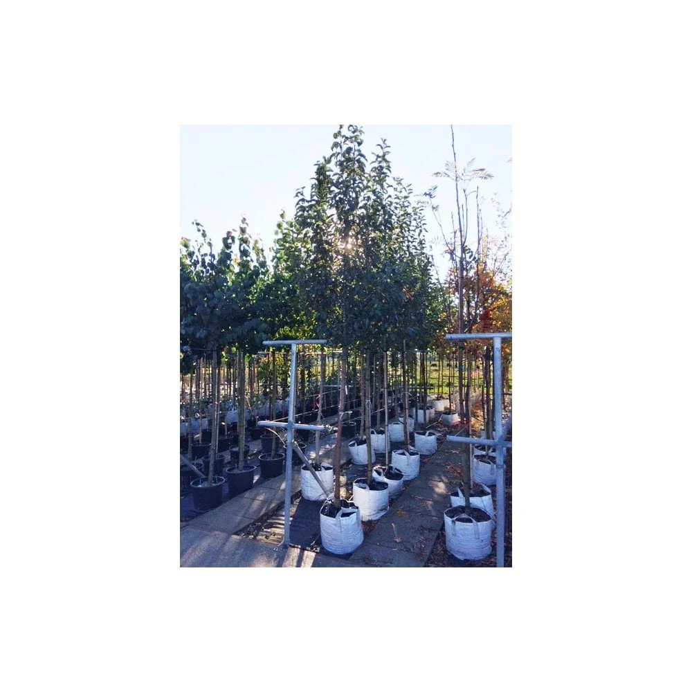 Malus 'Comtesse de Paris' Tree - Image 6