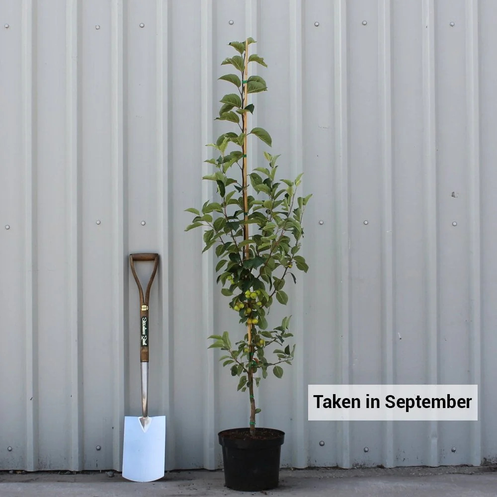 Malus 'Evereste' Tree - Image 3