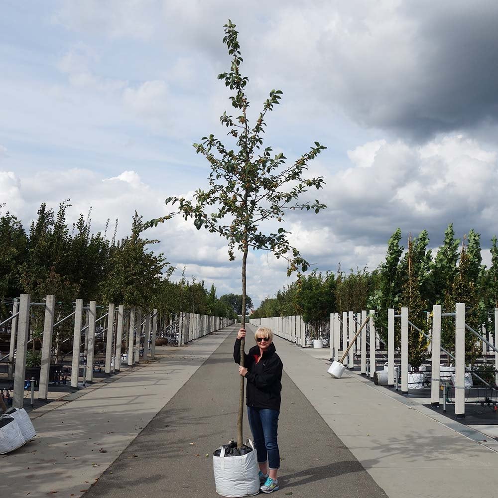 Malus 'Evereste' Tree - Image 4