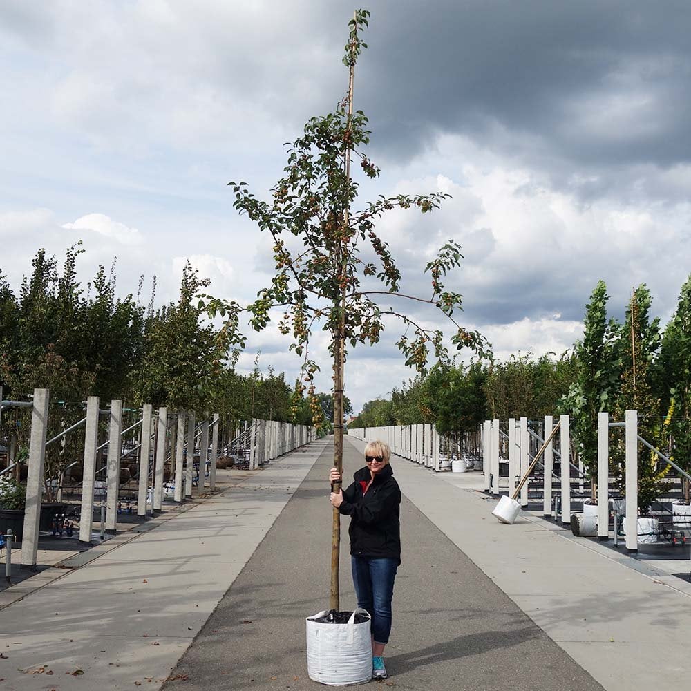Malus 'Evereste' Tree - Image 5