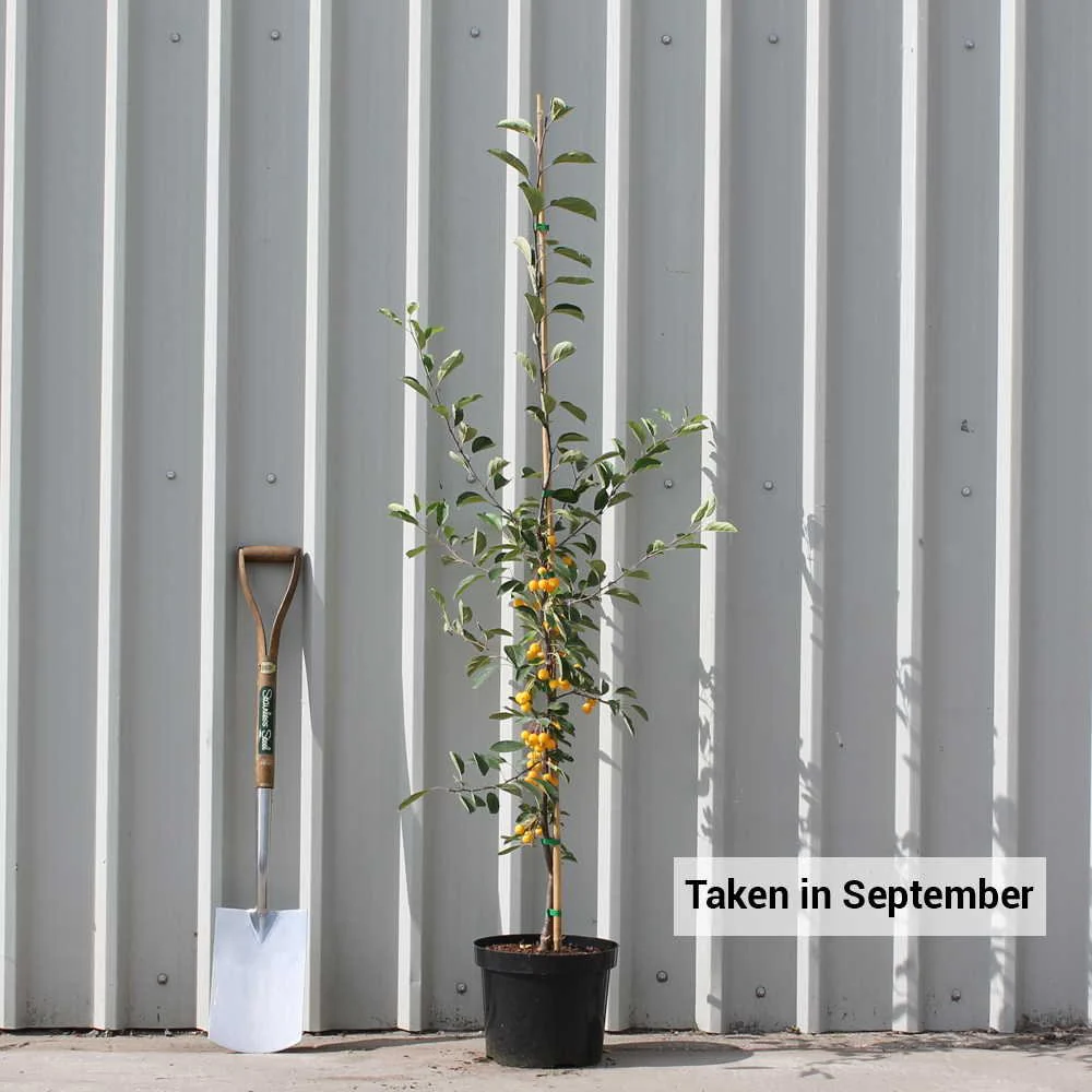 Malus 'Golden Gem' Tree - Image 3