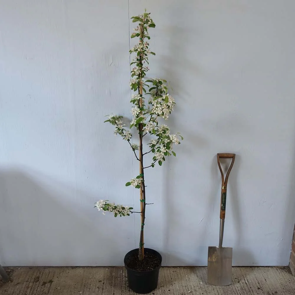 Malus 'Gorgeous' Tree - Image 3