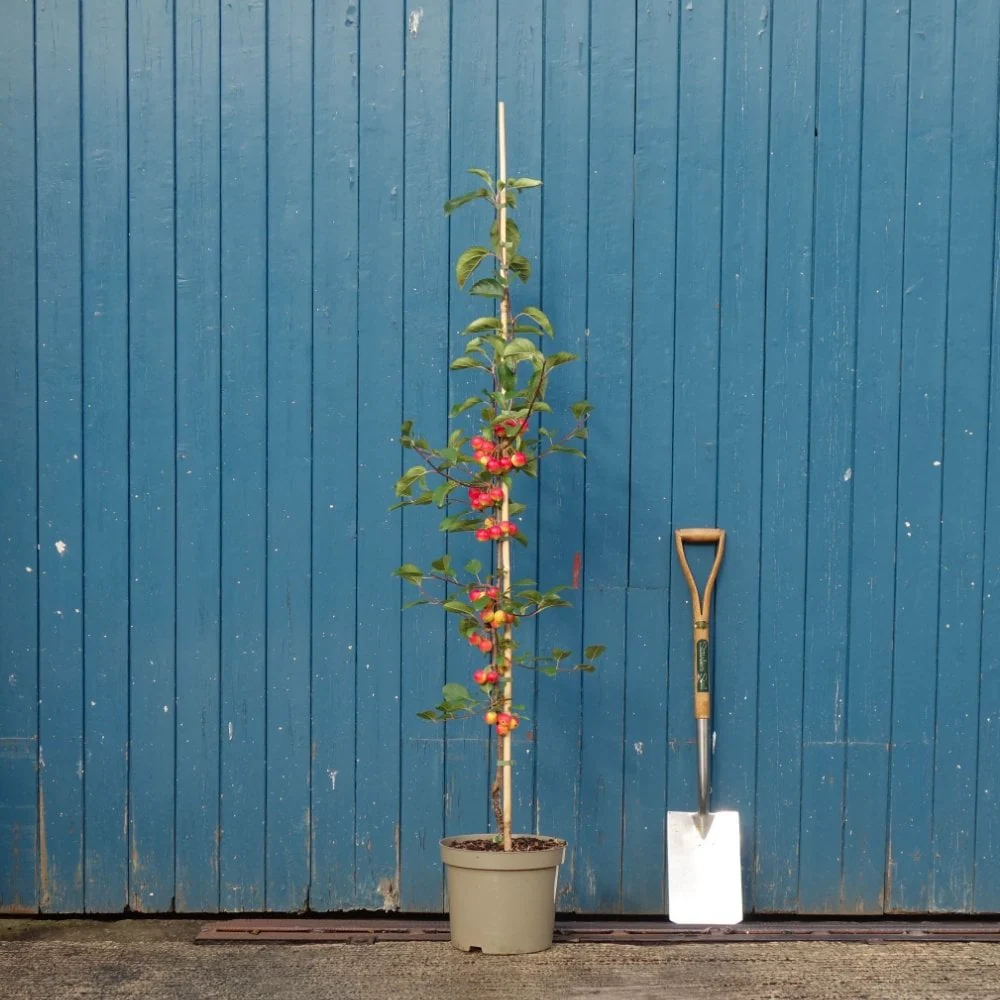 Malus 'Gorgeous' Tree - Image 4