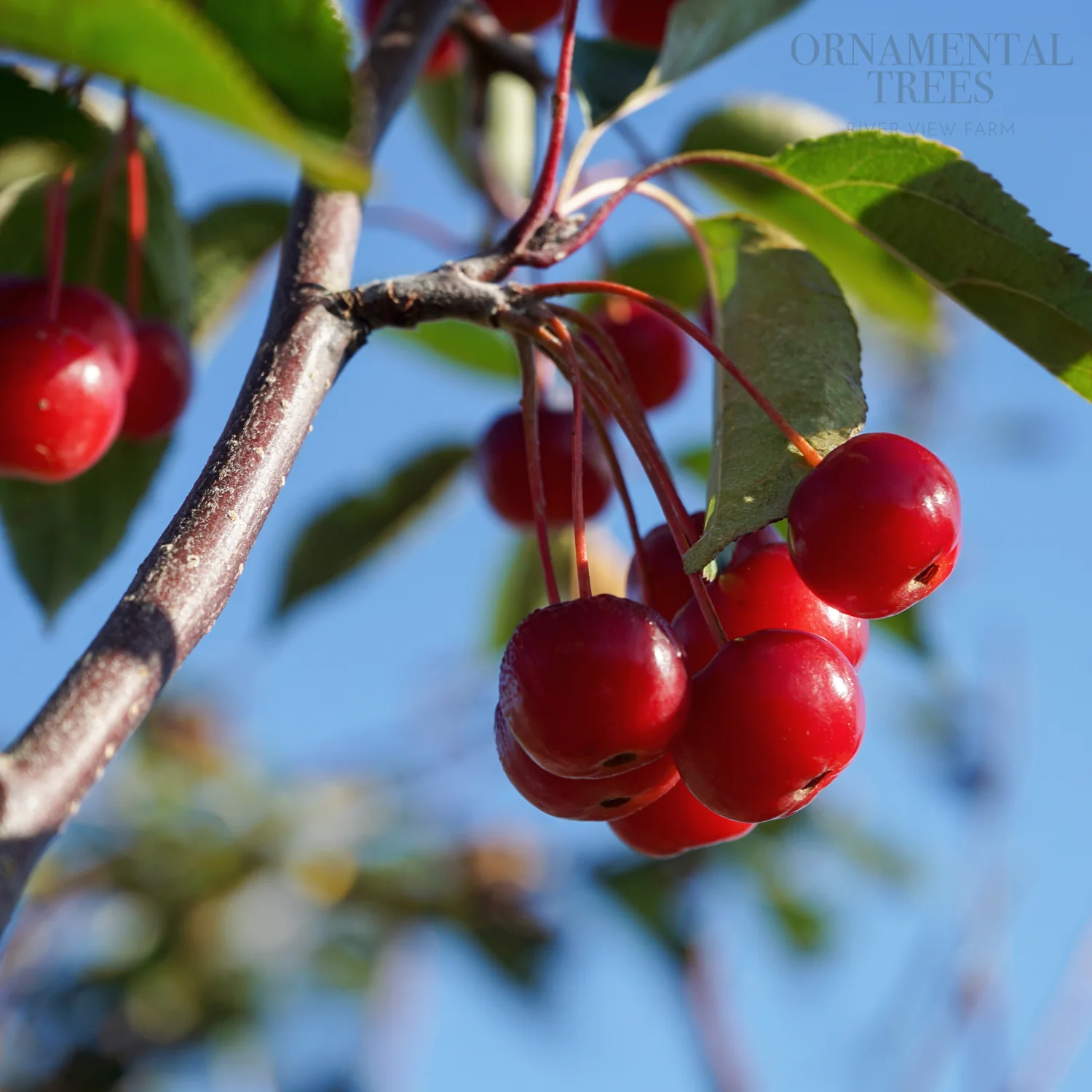 Malus hupehensis Tree - Image 2