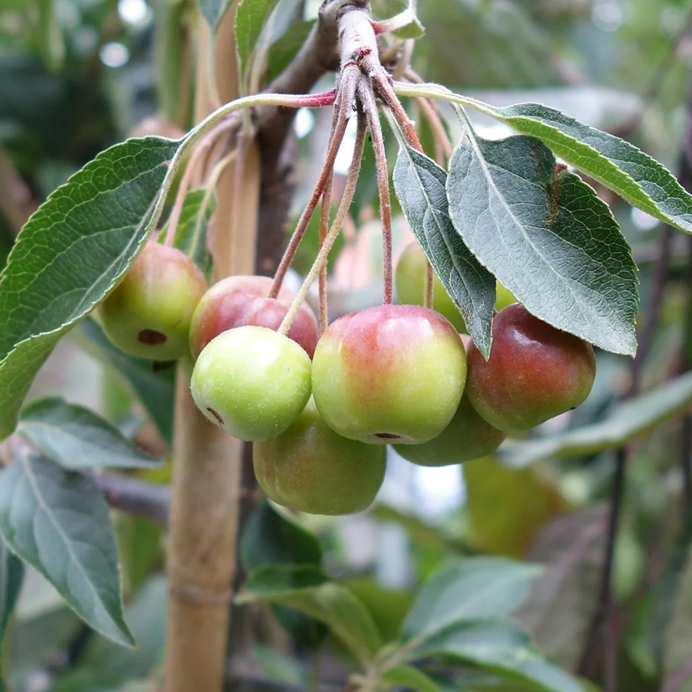 Malus hupehensis Tree - Image 3