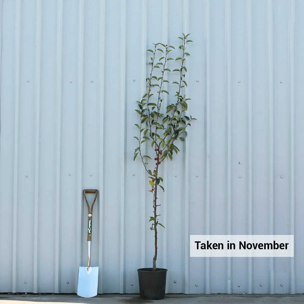 Malus hupehensis Tree - Image 4