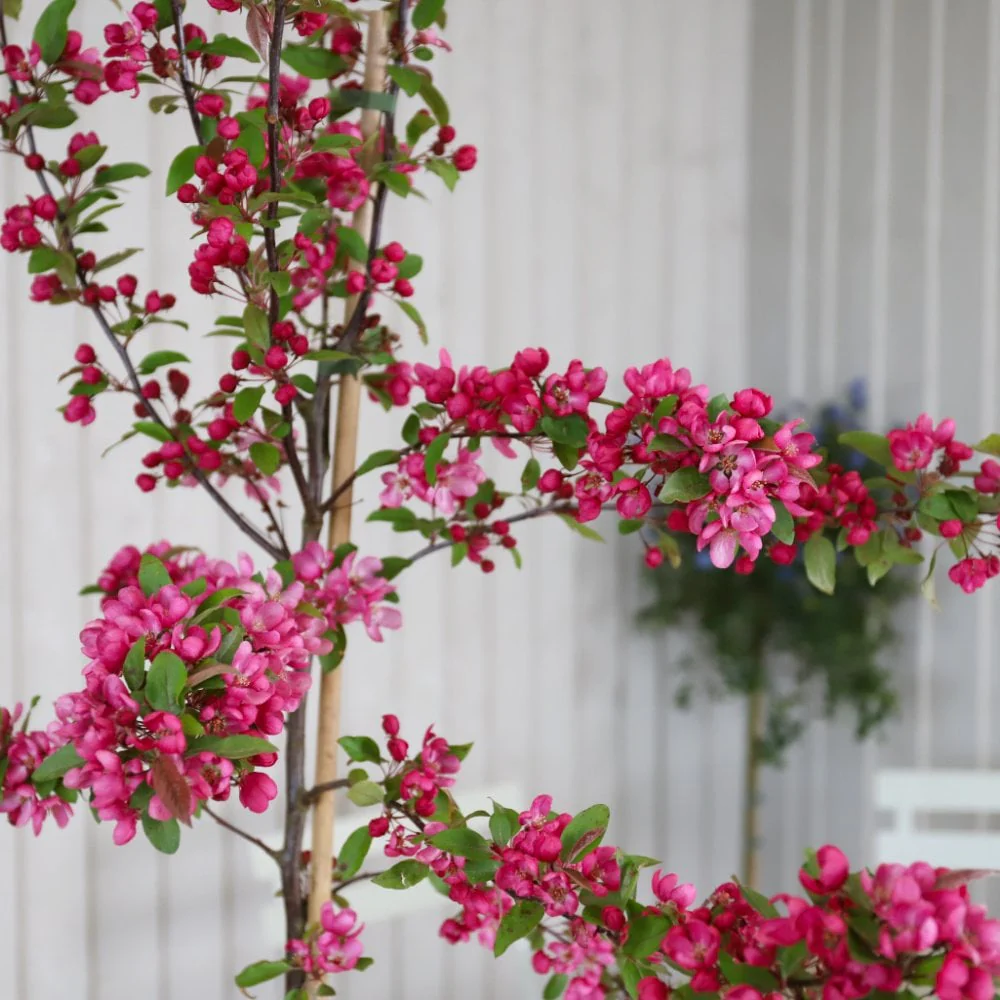 Malus 'Indian Magic' Tree - Image 3