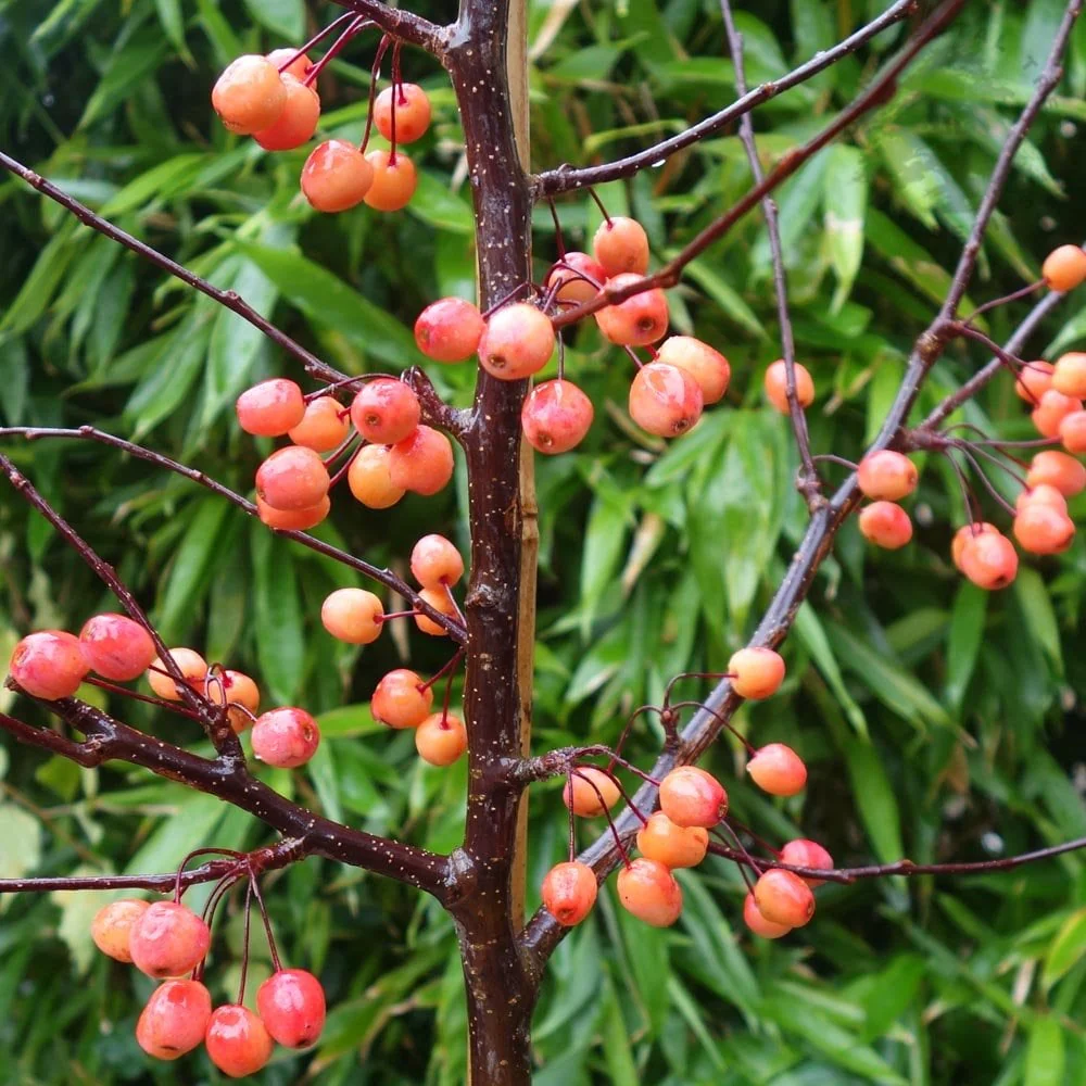 Malus 'Indian Magic' Tree - Image 4
