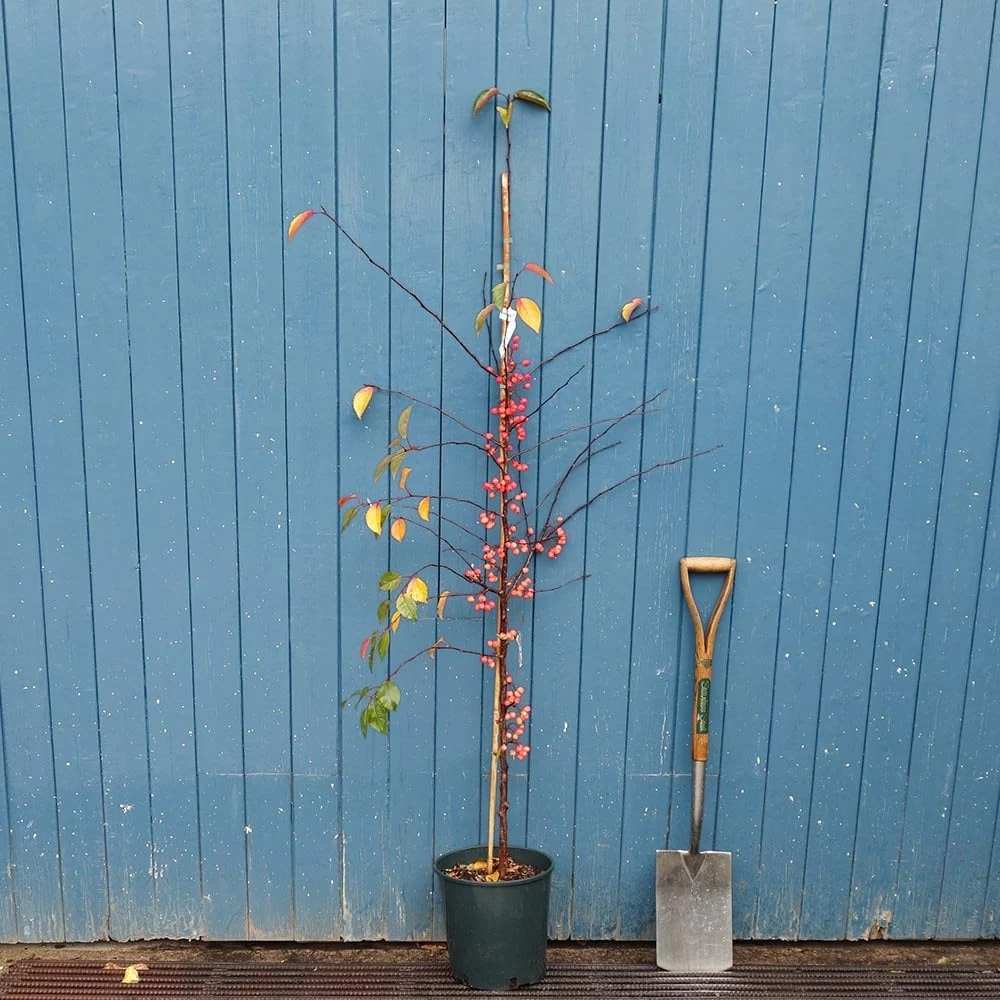 Malus 'Indian Magic' Tree - Image 5