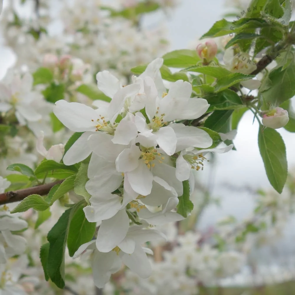 Malus 'Jelly King' Tree - Image 3
