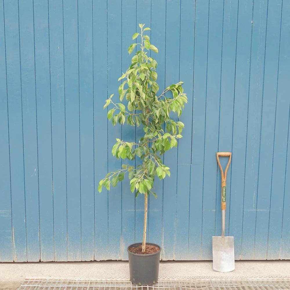 Malus 'Jelly King' Tree - Image 4