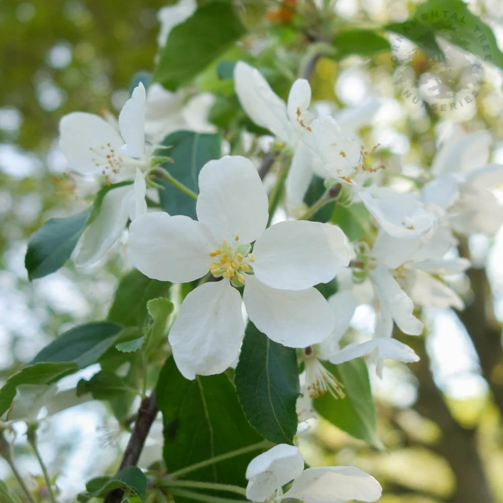 Malus 'John Downie' Tree - Image 3