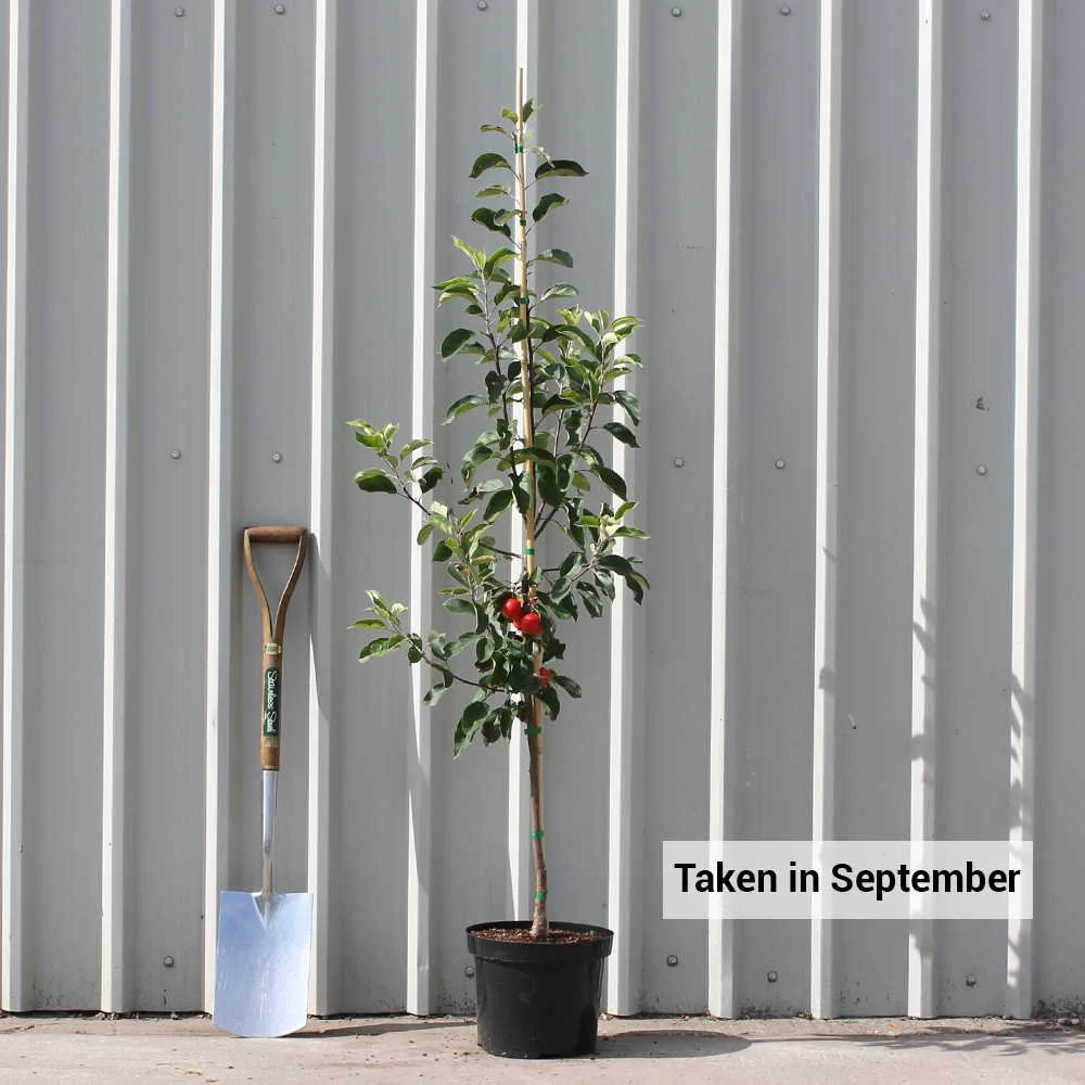 Malus 'John Downie' Tree - Image 4