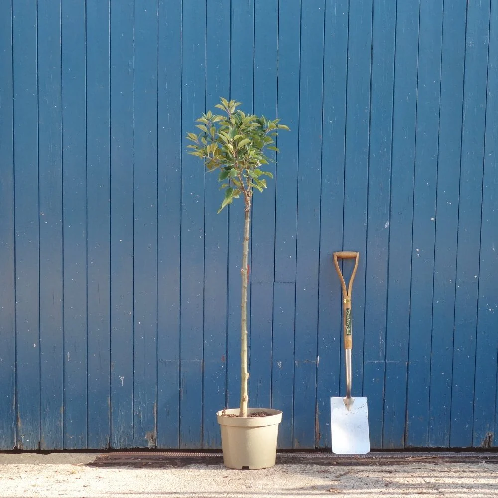 Malus 'John Downie' Tree - Image 5