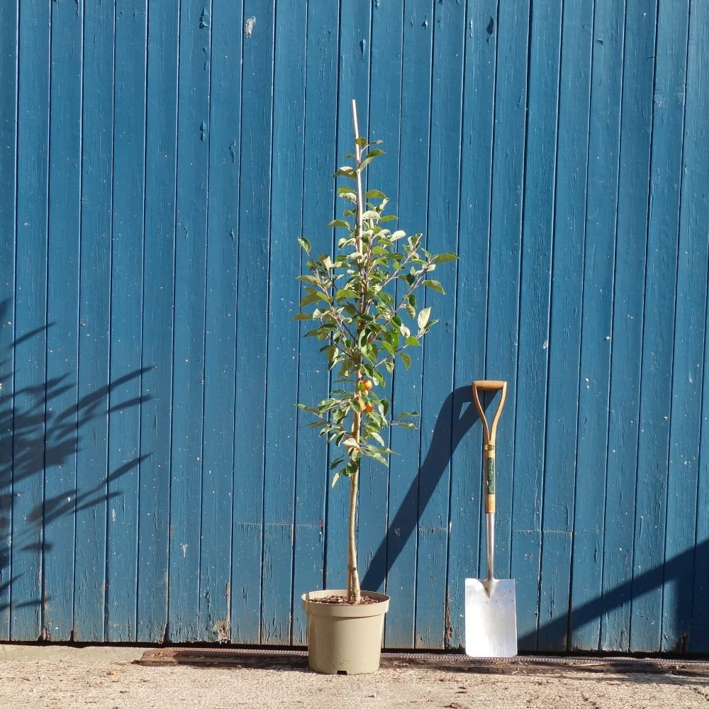 Malus 'John Downie' Tree - Image 6