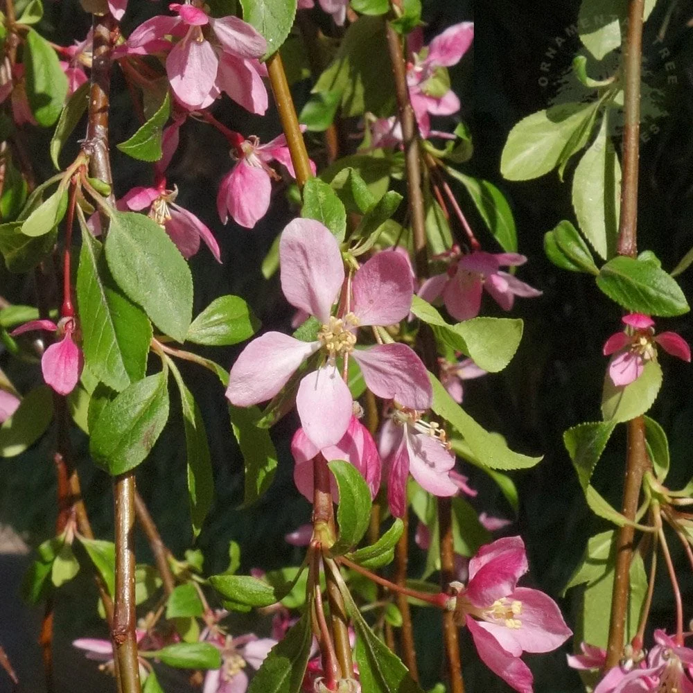 Malus 'Louisa' Tree