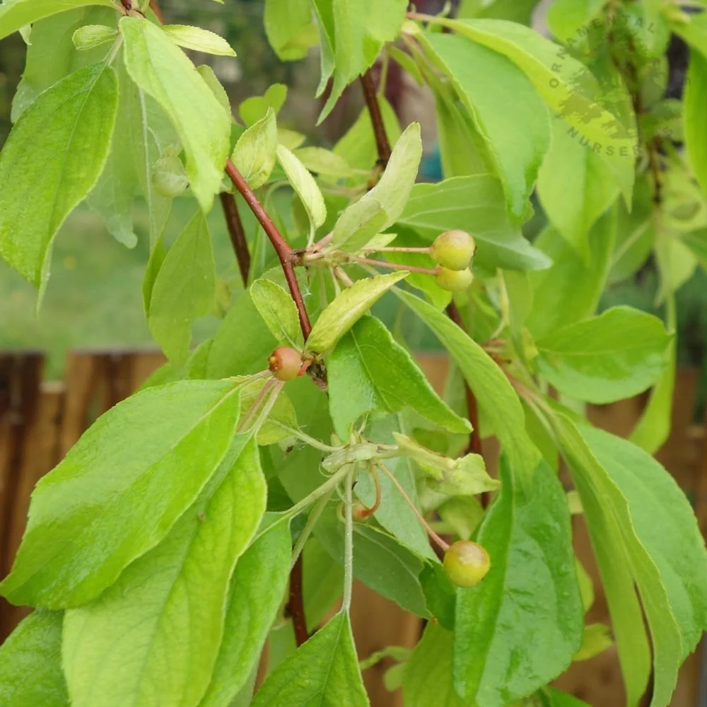 Malus 'Louisa' Tree - Image 2