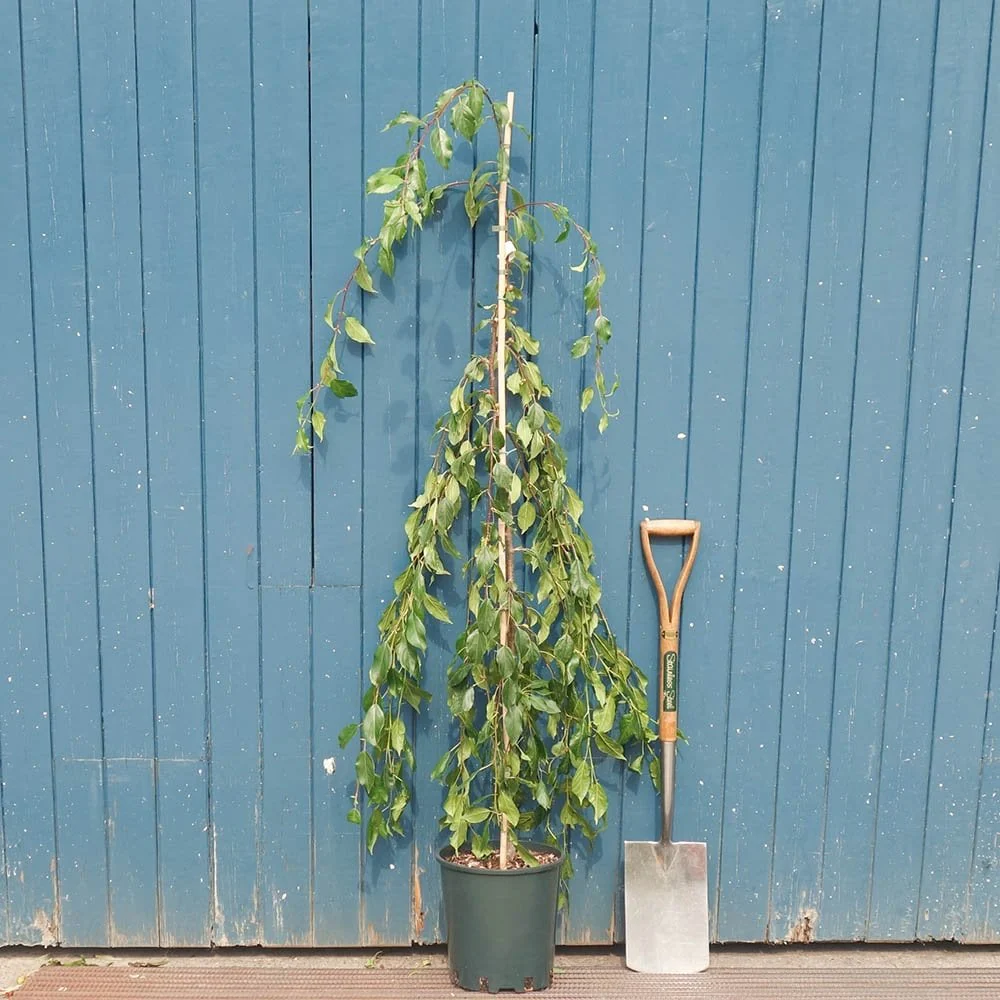 Malus 'Louisa' Tree - Image 4
