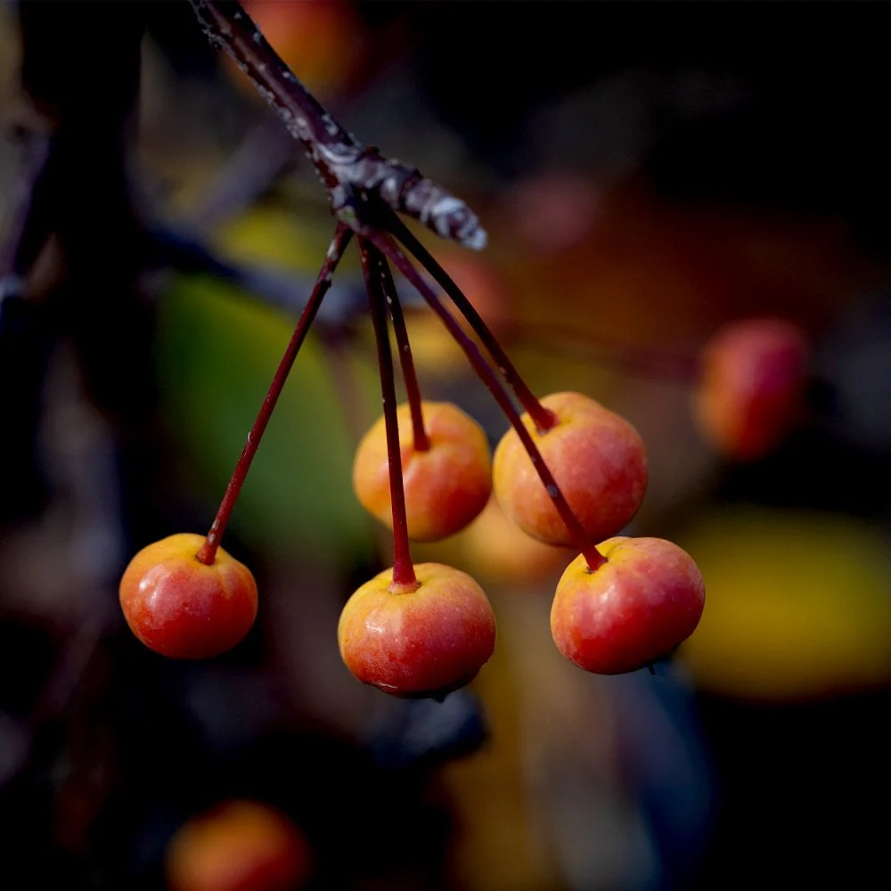 Malus Madonna (Mazam)