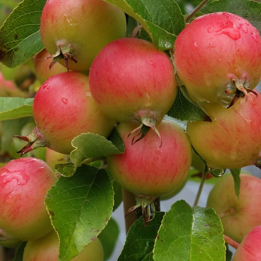 Malus Marble Tree - Image 2
