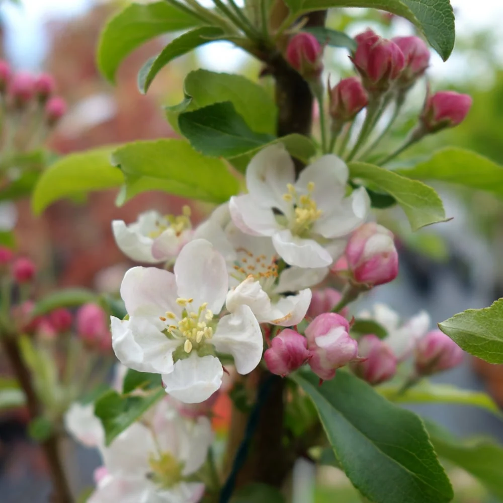 Malus Marble Tree - Image 3